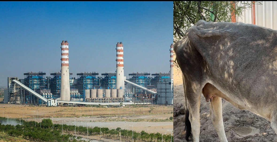 रेगिस्तान की धरती से निकल रही करोड़ों की संपदा, लेकिन उसी धरती पर जिंदगी भूख से बेहाल!